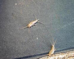 lepisma on the tattered cover of an old book. Pest books and newspapers. Insect feeding on paper - silverfish, lepisma photo