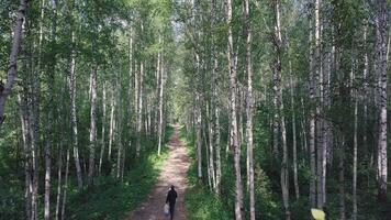 superiore Visualizza di il uomo a piedi nel il boschi su il sentiero. clip. bellissimo soleggiato estate giorno nel il foresta video