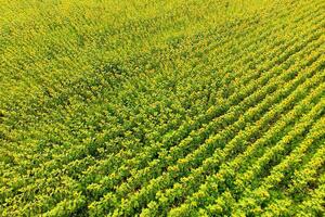 Aerial view of agricultural fields flowering oilseed. Field of sunflowers. Top view. photo