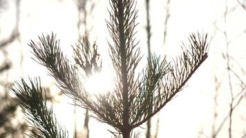Winter christmas landscape, winter beauty. Bright rays of the setting sun, sunlight glare. Natural xmas decoration background Green spruce branch against forest at sunset video