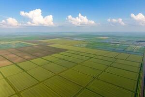 The rice fields are flooded with water. Flooded rice paddies. Agronomic methods of growing rice in the fields. photo