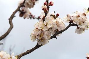 Blooming wild apricot in the garden photo