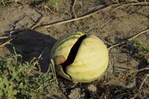 Chopped old rotten watermelon. An abandoned field of watermelons and melons. Rotten watermelons. Remains of the harvest of melons. Rotting vegetables on the field. photo