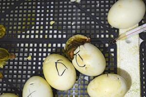 Musk duck ducklings hatched from eggs photo