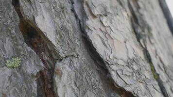 hormigas en el árbol ladrar. el naranja hormigas son recubrimiento arriba desde el suelo a el arboles a encontrar comida en su nidos video