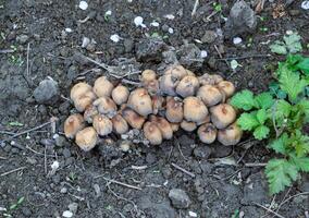 False mushrooms on the ground. The growth of fungi on moist soil. photo