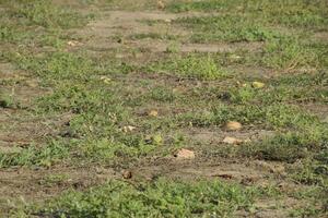An abandoned field of watermelons and melons. Rotten watermelons. Remains of the harvest of melons. Rotting vegetables on the field. photo