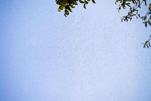 A swarm of ants in the air. Season of reproduction in ants. Winged ants. photo