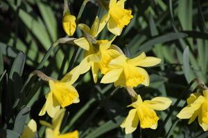 primavera floración bulbo plantas en el cama de flores. flores narciso amarillo foto