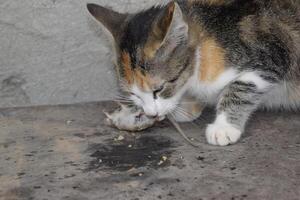 el gato atrapado el ratón. el gato come el atrapado ratón. hogar cazador foto