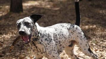 dalmatien chien ayant amusement en jouant avec une bâton dans le forêt, portant une collier. Dalmatiens en jouant avec une bâton, lent mouvement video