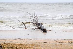 costa de el mar después un tormenta. arrojado el arboles en tierra foto