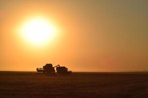 Harvesting by combines at sunset. photo