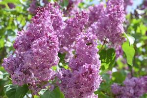 Bombyliidae and bee on lilac. photo