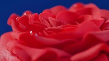 Cake,one layer white and brown chocolate cake with red rose on top, macro. Sliced chocolate cake decorated with edible red roses video