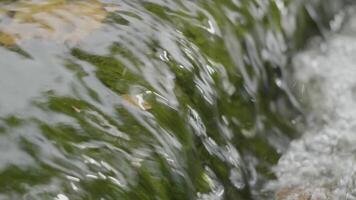 agua en río cerca arriba. Guijarro piedras en el río agua cerca arriba ver video