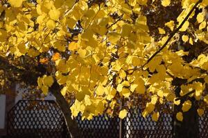 amarillo hojas de un tilo. amarilleo hojas en el ramas de un árbol. otoño antecedentes desde hojas de un tilo. amarillo otoño hojas foto