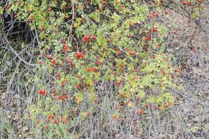 Hips bush with ripe berries. Berries of a dogrose on a bush. Fruits of wild roses. Thorny dogrose. Red rose hips. photo