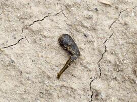 small leech crawls over bare soil in search of moisture. photo