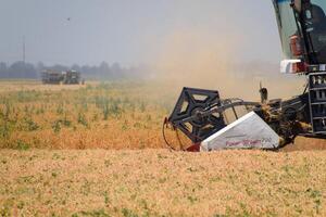 cosecha chícharos con un combinar segador. cosecha chícharos desde el campos. foto