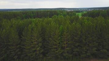 litauisch Landschaft von über beim Frühling. Antenne Aussicht von grenzenlos Wald unter Weiß Wolken. Antenne Aussicht von Wald. Wald von oben Aussicht video