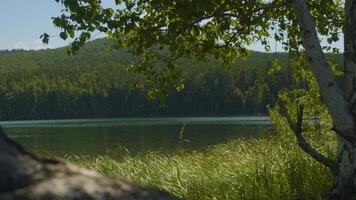 hermosa azul claro agua en el apuntalar de el lago. bosque paisaje a costa reflejado en agua video