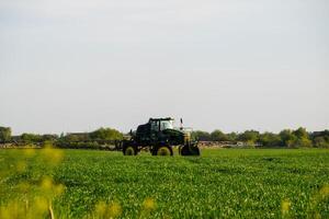 tractor with the help of a sprayer sprays liquid fertilizers on young wheat in the field. photo