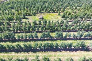 filas de arboles en el jardín. aerofotografía, parte superior vista. foto