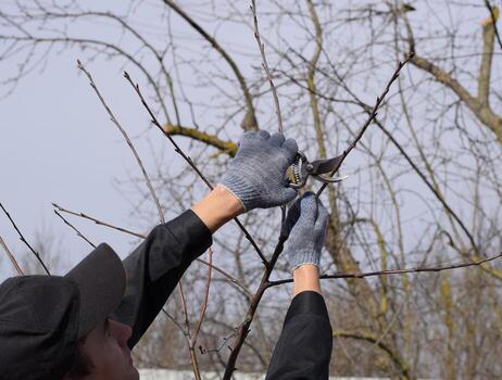 Trimming tree with a cutter. Spring pruning of fruit trees. photo