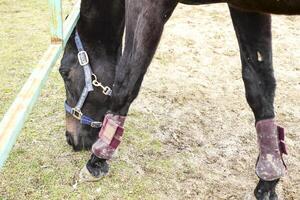 The horse walked around the stadium photo