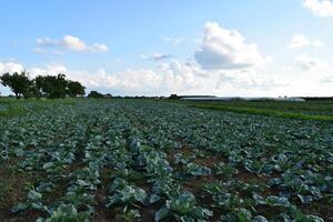 The cabbage field photo