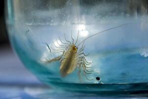 Millipede in the bank. The Flycatcher. Centipede flycatcher, insect predator photo