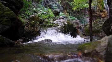 ein Fluss fließt durch das makellos Schönheit von ein Grün europäisch Holz Wald video