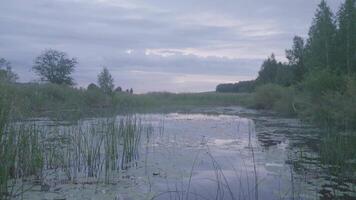 nebbioso mattina su palude a crepuscolo nel primavera. palude a crepuscolo video