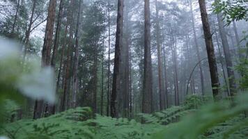 incroyable mystique forêt avec brouillard. scène. brumeux mystique forêt video