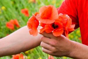 Tearing the poppies for a bouquet. Poppy flowers in the clearing. Blooming red wild poppy. Red poppy flowers photo