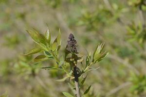 Young leaves and buds of lilac. Blossoming buds of lilac photo