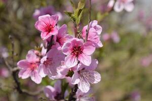 Blooming wild peach in the garden photo