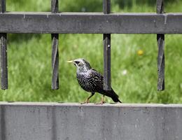 Starlings walk on the grass photo