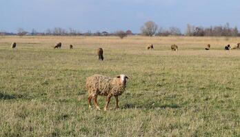 Sheep in the pasture photo