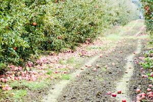 Apple orchard. Rows of trees and the fruit of the ground under the trees photo