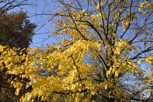 Yellow leaves of a linden. Yellowing leaves on the branches of a tree. Autumn background from leaves of a linden. Yellow autumn leaves photo