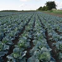 The cabbage field photo