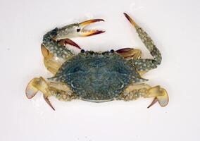 Blue crab isolated on white background. Close up of sea animal. photo