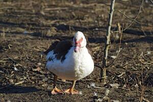 The musky duck photo