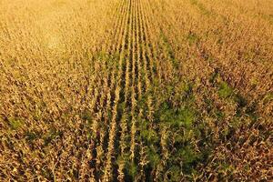 Field with ripe corn. Dry stalks of corn. View of the cornfield photo