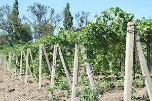 The grape gardens. Cultivation of wine grapes at the Sea of Azov photo