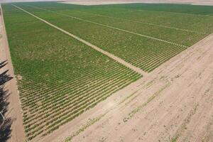 Grape orchards bird's-eye view. Vine rows. Top view of the garden photo