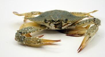 Blue crab isolated on white background. Close up of sea animal. photo