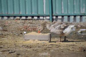 The gray goose is domestic. A domestic goose is food. photo